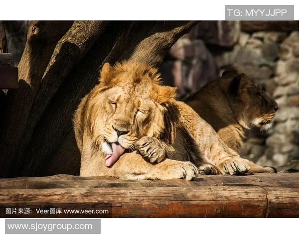 雄狮理发前后的惊人变化揭示了外貌与自信之间的微妙关系 雄狮理发前后的惊人变化揭示了外貌与自信之间的微妙关系